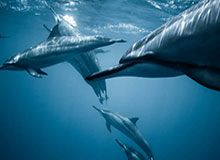 KAIYUN-PG电子：开启极致娱乐的新纪元